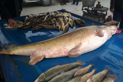 Dev turna balığı ilgi odağı oldu