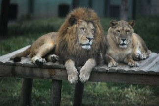 Bursa Hayvanat Bahçesi 138 türden yaklaşık bin hayvana ev sahipliği yapıyor