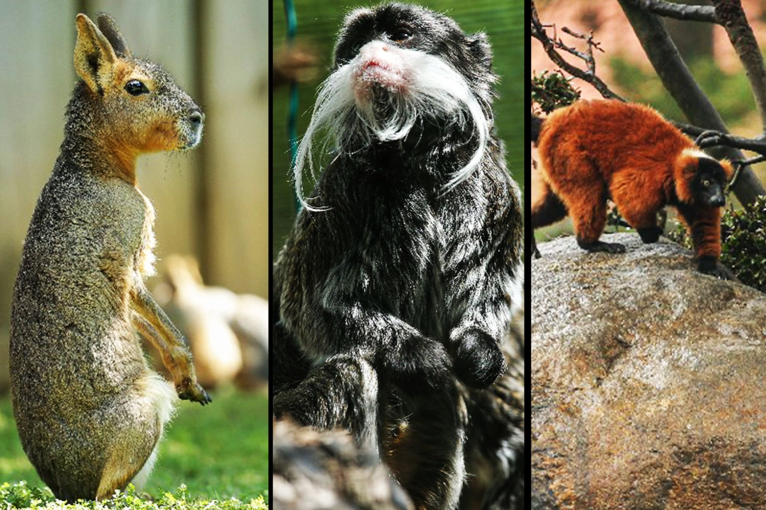 İşte Bursa'da yaşadığından habersiz olduğunuz o hayvanlar! Mara, koala ve tapir...