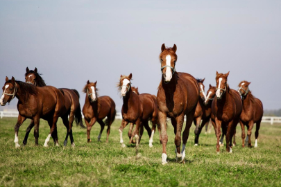 TİGEM'in Bursa'da safkan Arap tay satacak: Tarih belli oldu