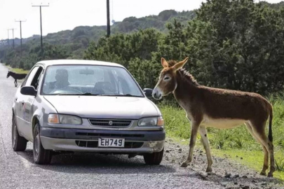 KKTC'de 'eşekleri uyutalım' tartışması!