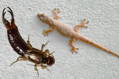 Kertenkele ve kulağakaçan meğer bu yüzden eve giriyormuş! Kurtulma yöntemleri...