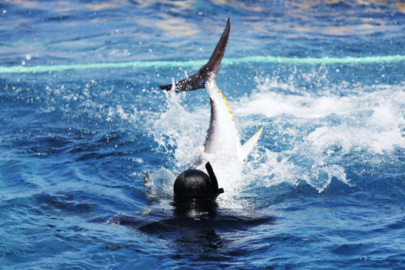 Antalya'da orkinoslar uydu cihazı ile takip edilecek