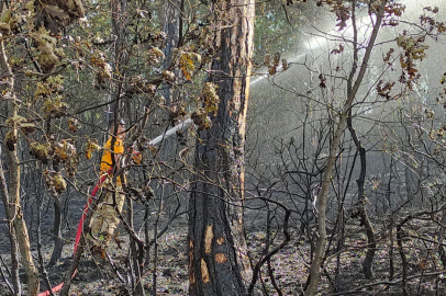 Samsun Vezirköprü'de orman yangını