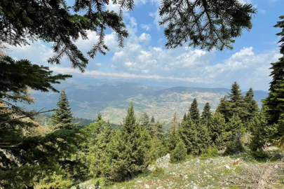 Mersin'de ormanlık alanlara 30 Eylül'e kadar girişler yasaklandı