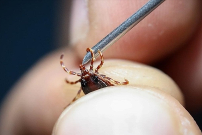 Bir ilde daha görüldü: Kene can aldı