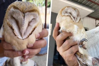 Evin bahçesinde nesli tükenmek üzere olan peçeli baykuş buldular