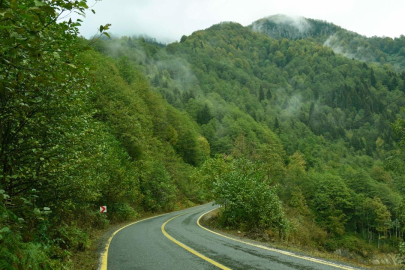 Yaygınlaşan terapi ormanları "strese iyi gelecek"