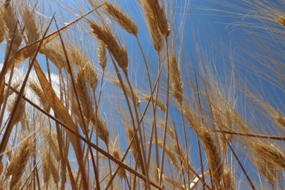 TMO hububat alım bedellerini üreticilerin hesaplarına aktardı