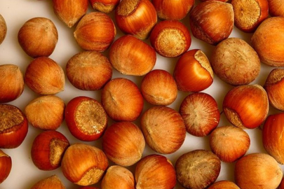 Fiskobirlik fındık alım fiyatını açıkladı!