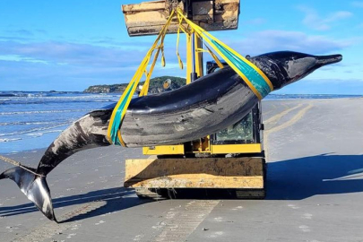 Dünyanın ‘en nadir’ balinası, Yeni Zelanda’da karaya vurdu