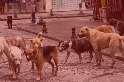 Atatürk döneminde sokak köpekleri sorunu için hangi tedbirler alındı?