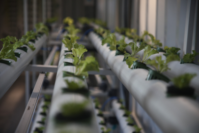 Tarım ve ekoloji bilimini birleştiren Yeşil Kapsül projesi Bursa'da hayata geçirildi