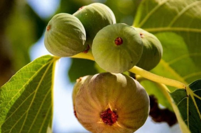 Tarımda küresel iklim krizi: Milyonlarca ağaç kuruyabilir