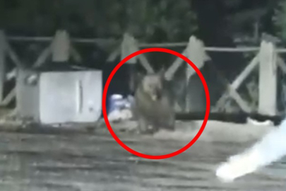 Bursa Uludağ'da aç kalan ayının saldırısından son anda kurtuldular!