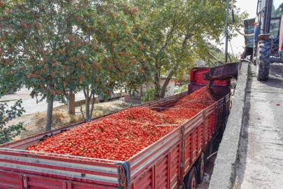 İddia: Fabrikalar Bursalı çiftçinin domatesini 1.8 TL'ye almak istiyor