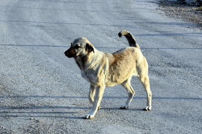 Sözde doktor 'Sokak köpekleri için 'Canlı canlı derisini yüzerim' dedi! Sosyal medya ayağa kalktı