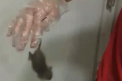 Dev gıda zincirinde skandal: Fare elini ısırdı, 'bir şey olmaz dediler' iddiası