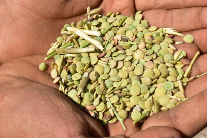 Yeşil mercimekte Kırşehir'de üretim alanı yüzde 70 arttı