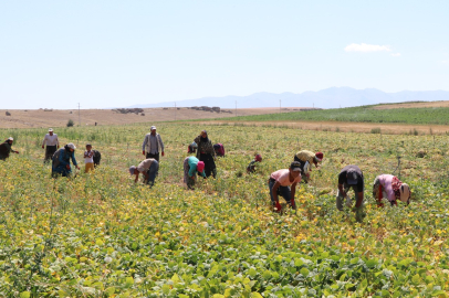Niğde’de fasulye hasadı başladı