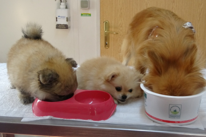 Bursa'da vahşet! Evde köpeklere işkence...