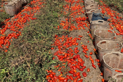 Çaresiz kalan Bursalı çiftçilere Beyoğlu Belediyesi sahip çıktı! Tam 25 ton...