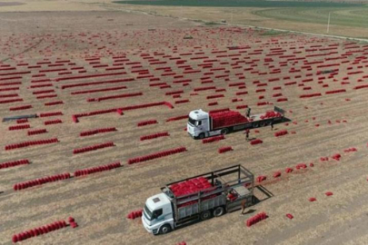 Soğan tarlada bir aydır 6 TL