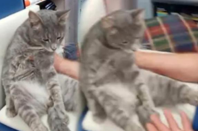 Sosyal medya bu görüntüleri konuşuyor! 'Bal' yiyen kedi fenalaştı