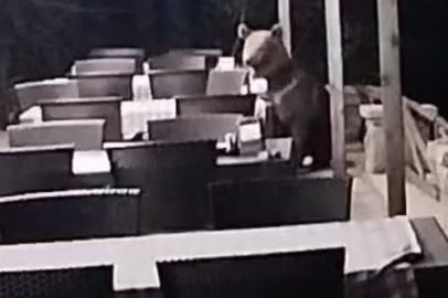 Ankara'da  aç ayı restoran bahçesinde yemek ararken görüntülendi