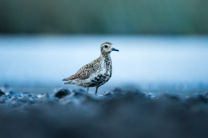 Nadir görülen 'küçük altın yağmurcun' Bursa'da objektiflere yakalandı!