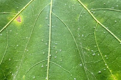 Beyaz sinekler her yeri sardı!