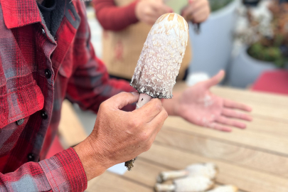 Ünlü mikolog Barutçiyan Bursa Uludağ’ın eşsiz mantarlarını keşfetti