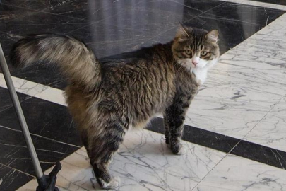 CHP'nin kedisi 'Şero' hayatını kaybetti