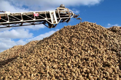 Şeker pancarında ödemeler 30 gün içerisinde yapılacak