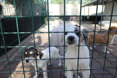 Bursa İnegöl’de sokak hayvanları için yeni adımlar atılıyor