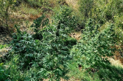 Bingöl’de 505 kök kenevir ele geçirildi