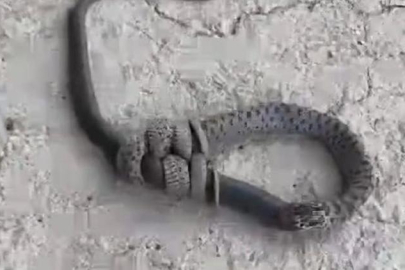 Yılan, başka bir yılanı yerken görüntülendi