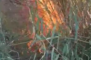 Antalya Serik’te kargılık alanda yangın: 2 dönüm alan zarar gördü