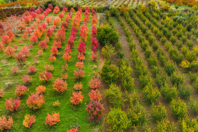 Bursa’daki meyve bahçeleri sonbahar renklerine büründü!