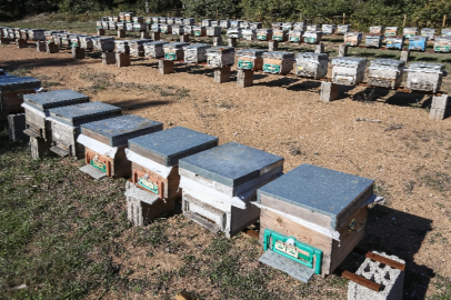 Bursa'da arı alerjisini yenen adam kestane balı üretiyor!