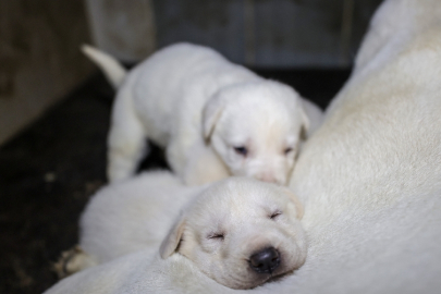 Safkan akbaş ve Kangal köpeklerinin gen kaynağı Bursa'da korunuyor!