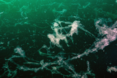 Marmara için uyarı: Müsilayın deniz yüzeyine çıkması muhtemel