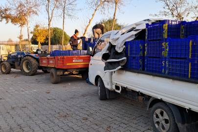 Bursa'da zeytin üreticilerinin Tarım Kredi çilesi