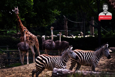 Bursa Hayvanat Bahçesi giriş ücretlerine 2025 zammı!