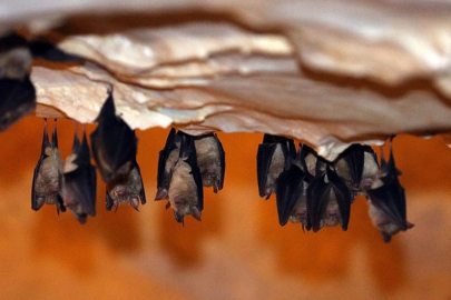 Binlerce yarasayı barındıran Dupnisa Mağarası'nı geçen yıl 70 bin kişi ziyaret etti