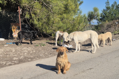Bursa Mudanya'daki açık barınak sokak köpeklerinin sonu oluyor