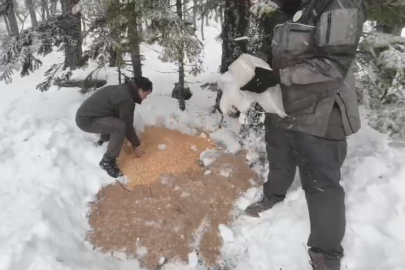 Bursa Uludağ'a, yaban hayvanları için yem bırakıldı