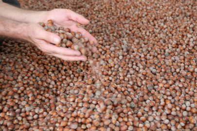 Karadeniz'de fındık ihracatında artış