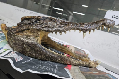 Bagajında timsah kafatası bulunan adam tutuklandı