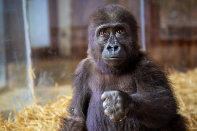 Goril yavrusuna verilecek isim için anket başlatıldı